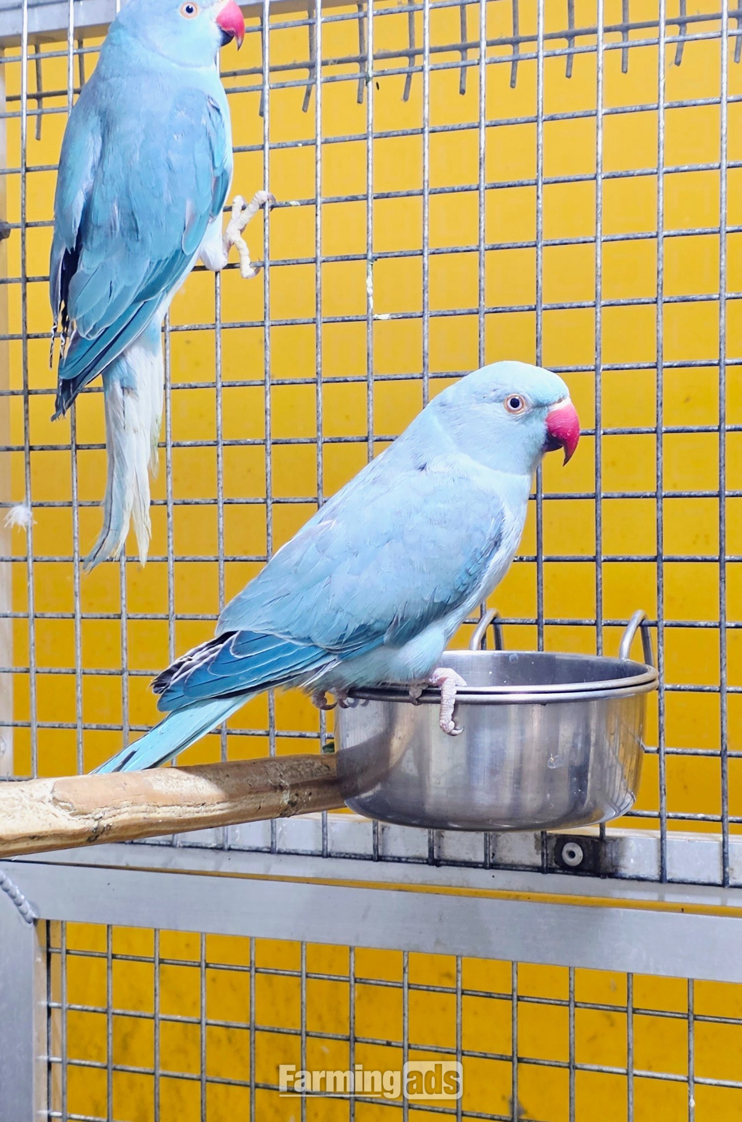 Baby Ring Neck Taking Parrots Male and female 