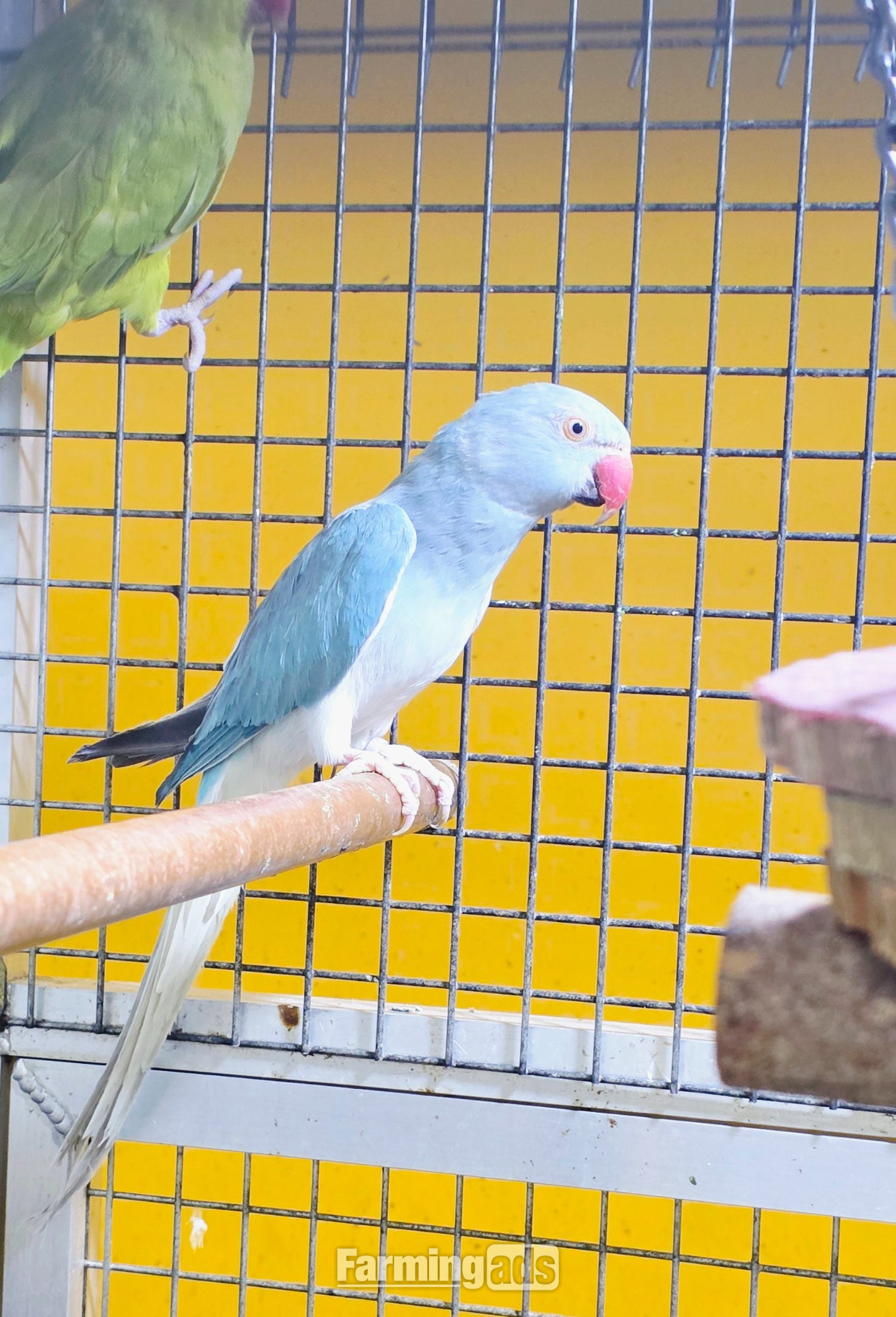 {CATEGORY} - Baby Ring Neck Taking Parrots Male and female 