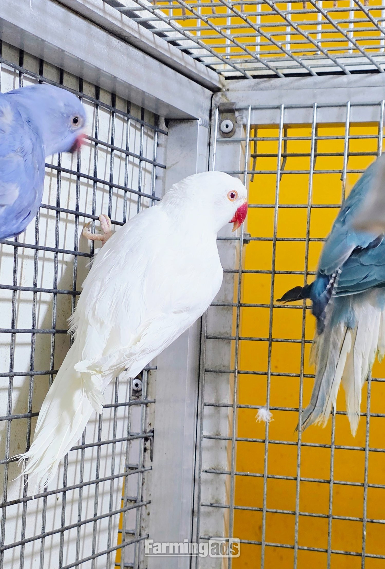 Baby Ring Neck Taking Parrots Male and female  - {CATEGORY}