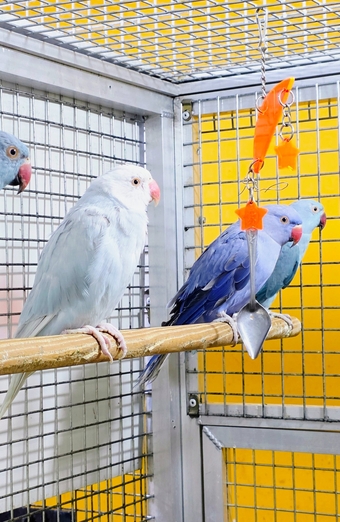 Baby Ring Neck Taking Parrots Male and female 