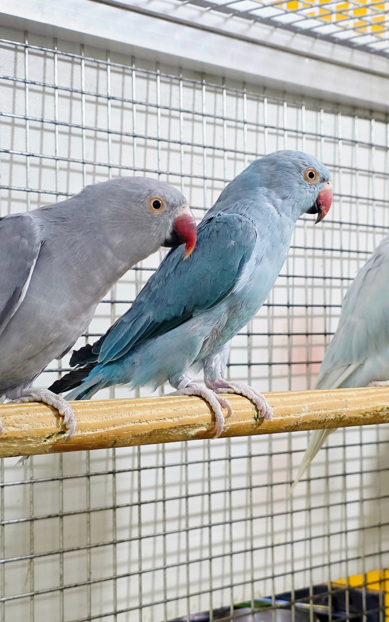 Baby Ring Neck Taking Parrots Male and female 