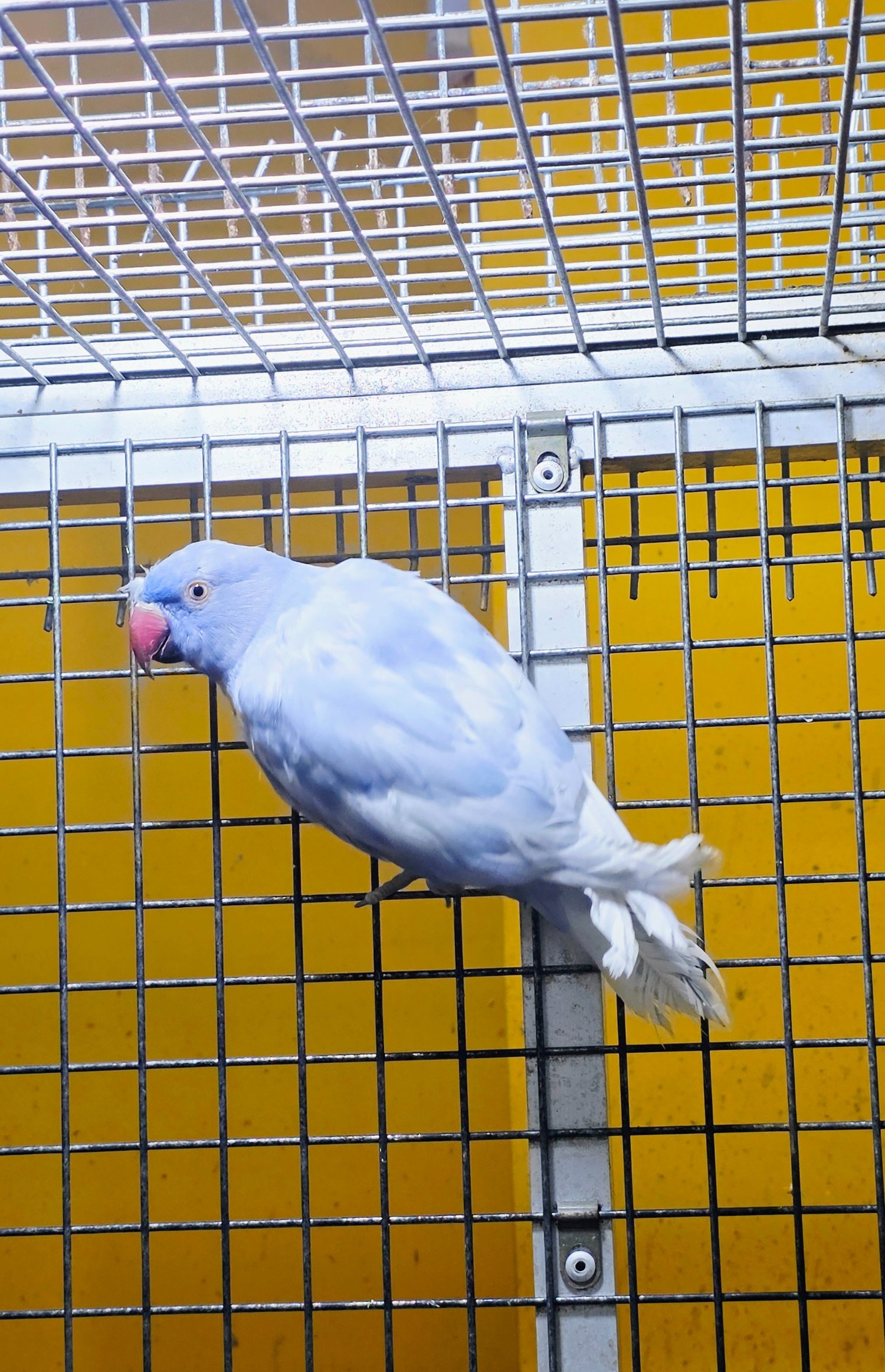  Baby Ring Neck Taking Parrots Male and female 