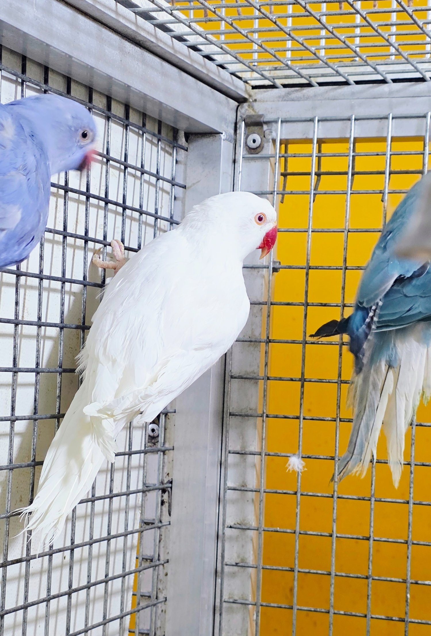Baby Ring Neck Taking Parrots Male and female  - {CATEGORY}