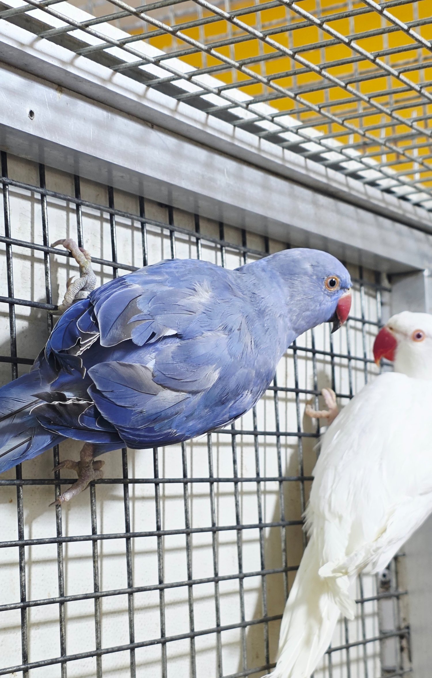 Baby Ring Neck Taking Parrots Male and female  - {CATEGORY}