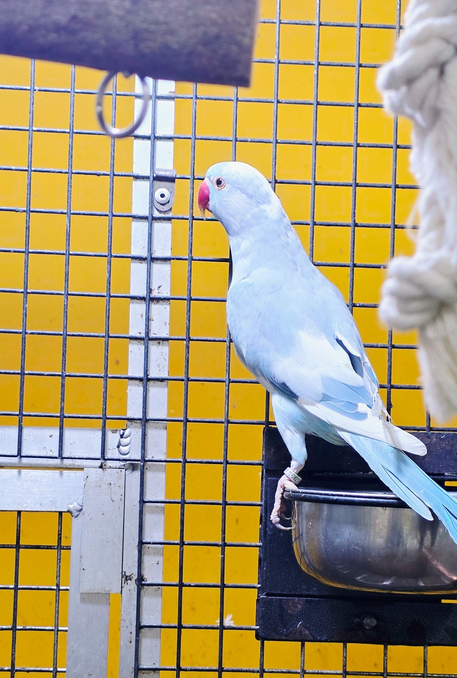 Baby Ring Neck Taking Parrots Male and female  