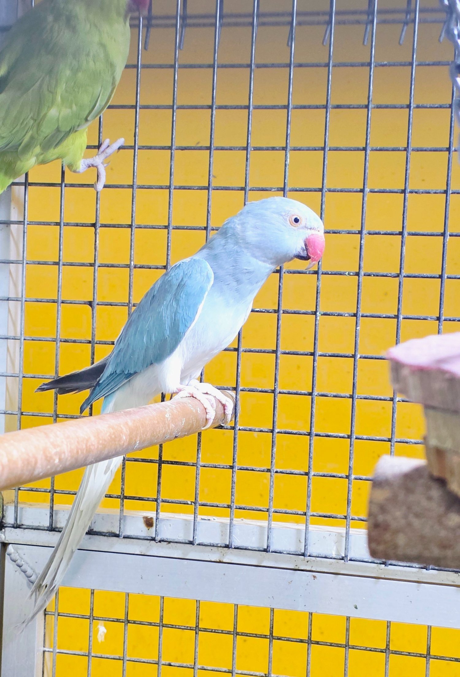 {CATEGORY} - Baby Ring Neck Taking Parrots Male and female 