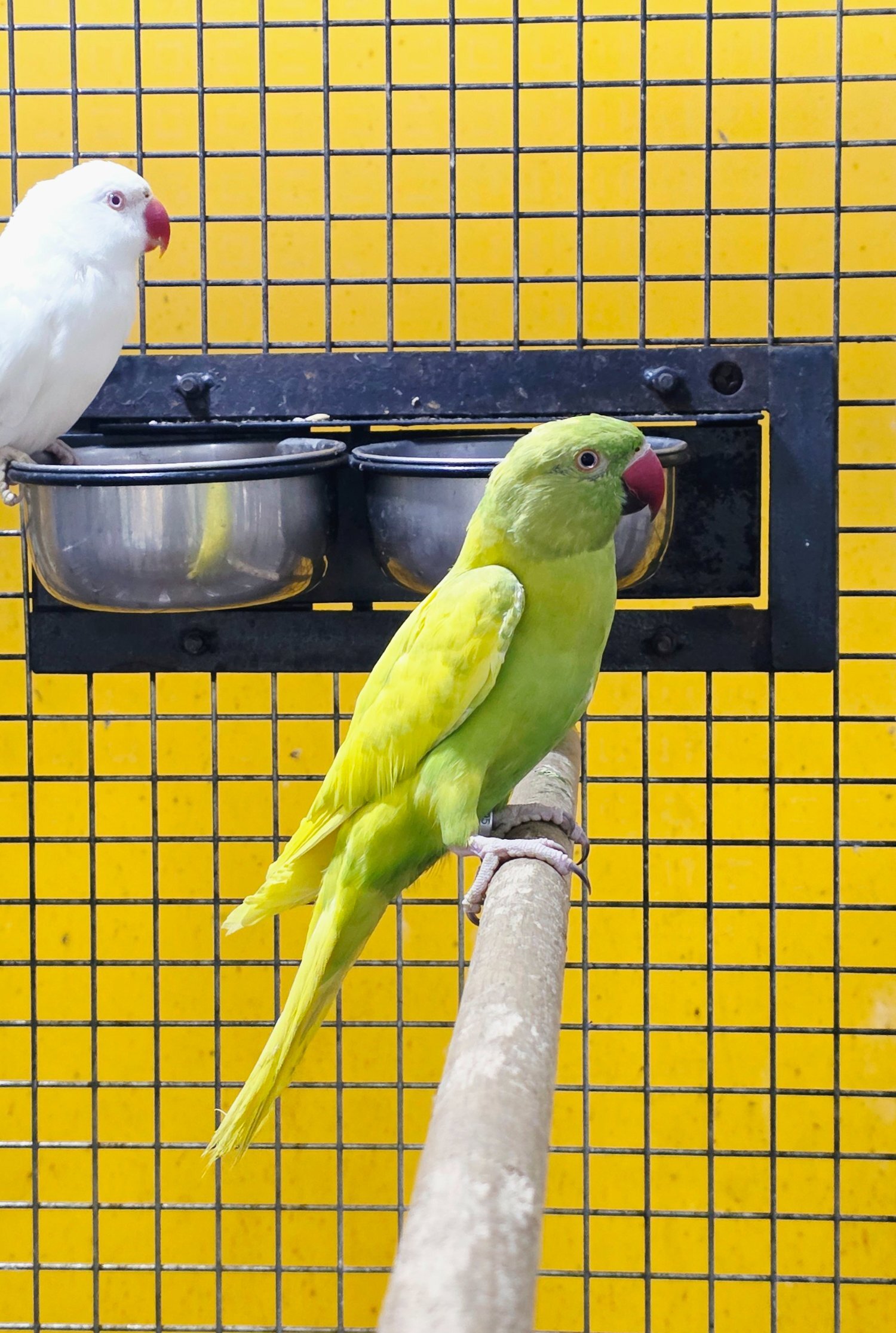 {CATEGORY} - Baby Ring Neck Taking Parrots Male and female 
