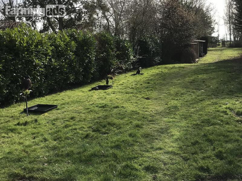 WANTED unwanted birds prey WANTED