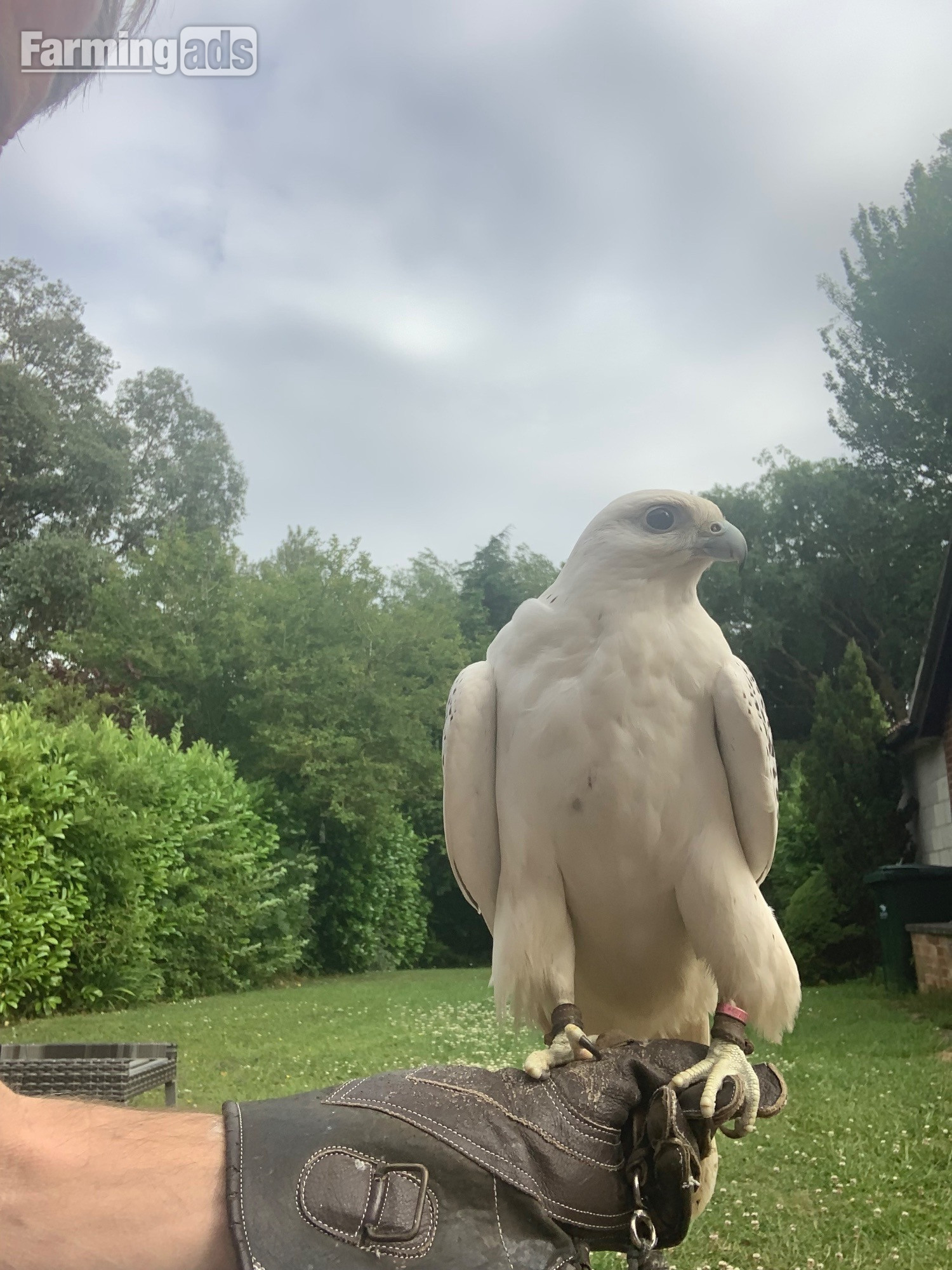 WANTED unwanted birds prey WANTED 