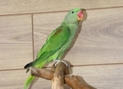 Baby Alexanderine Talking Parrot