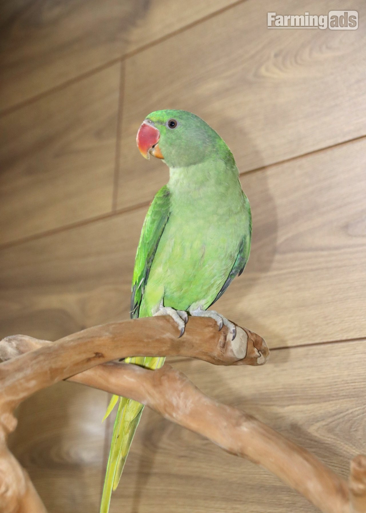  Baby Alexanderine Talking Parrot