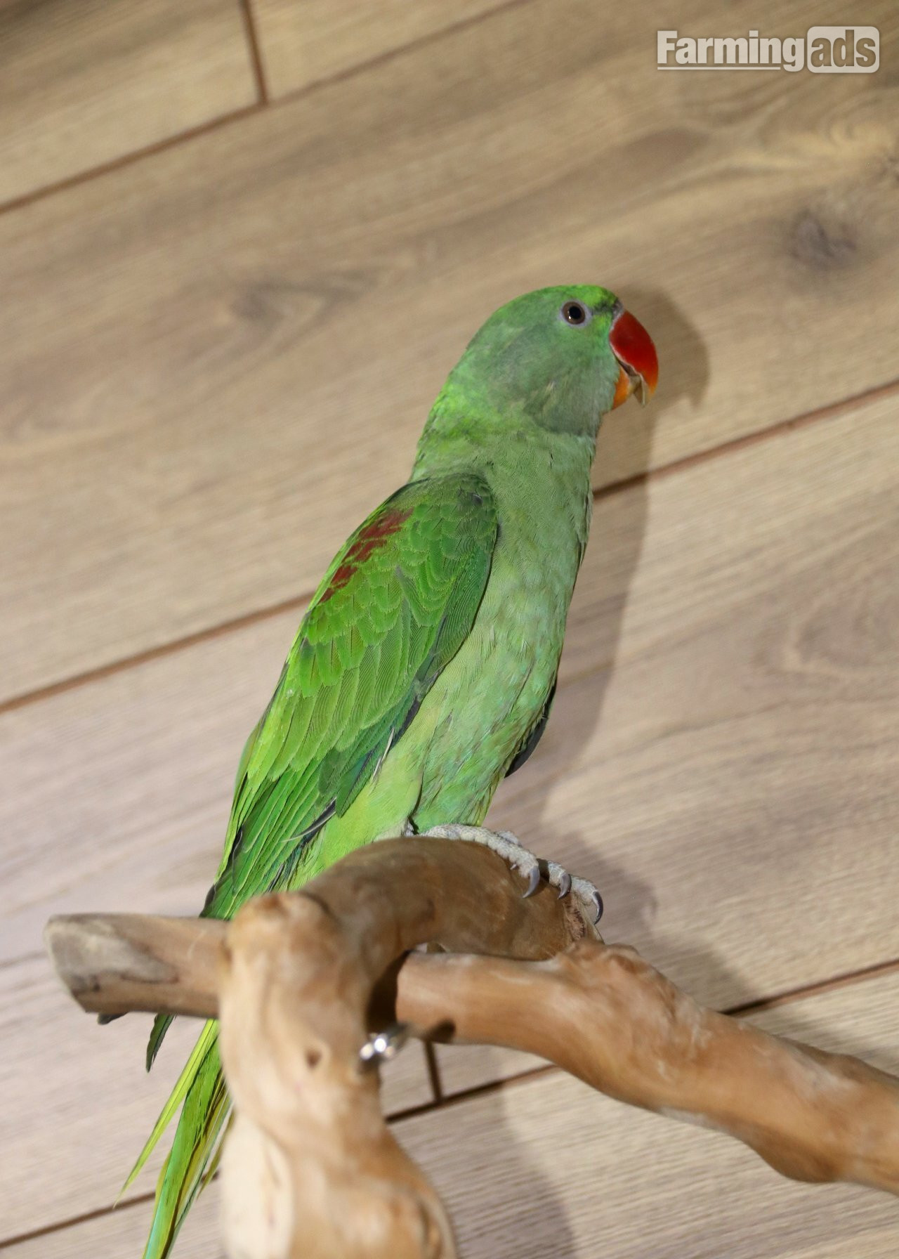 Baby Alexanderine Talking Parrot