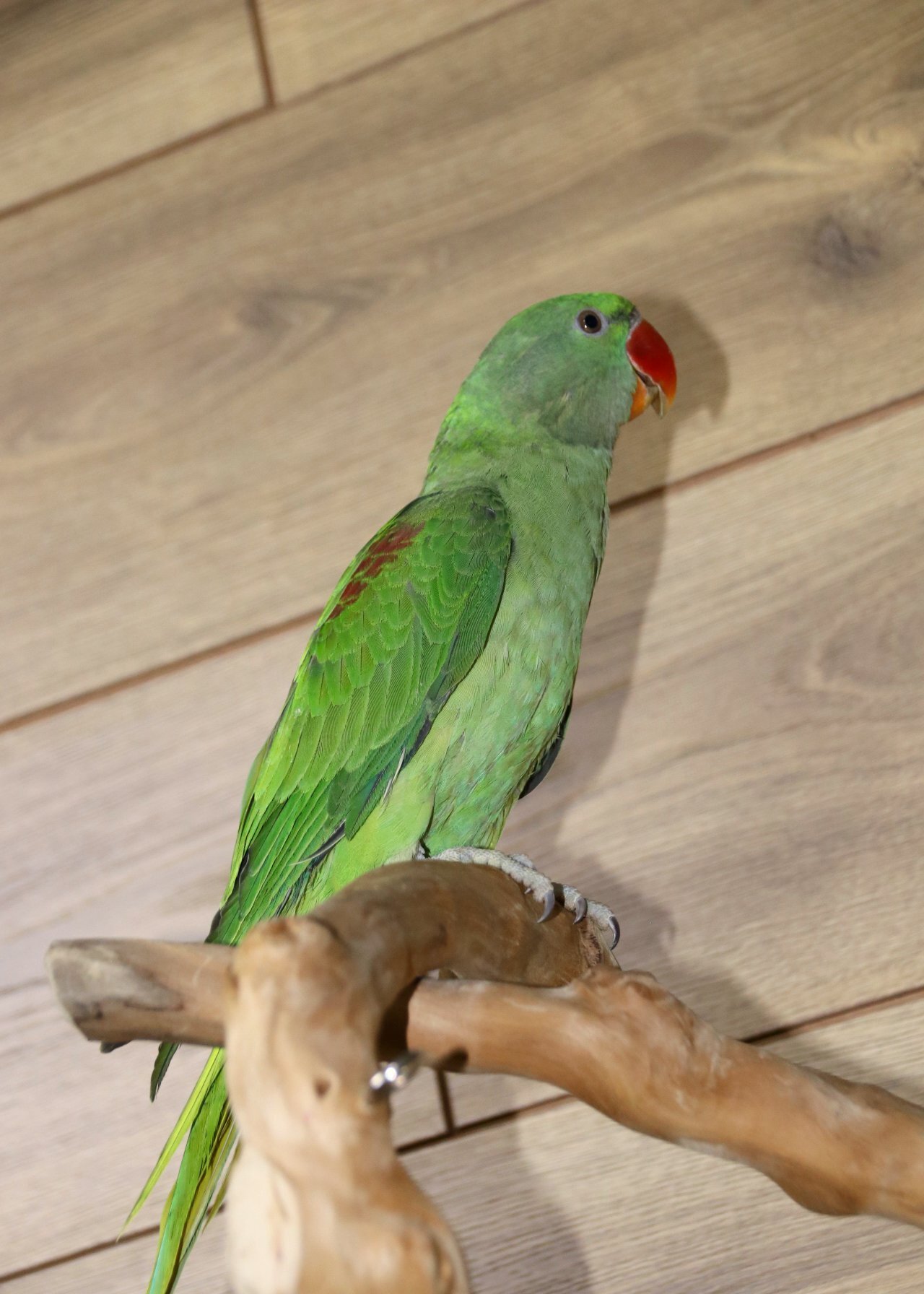 Baby Alexanderine Talking Parrot