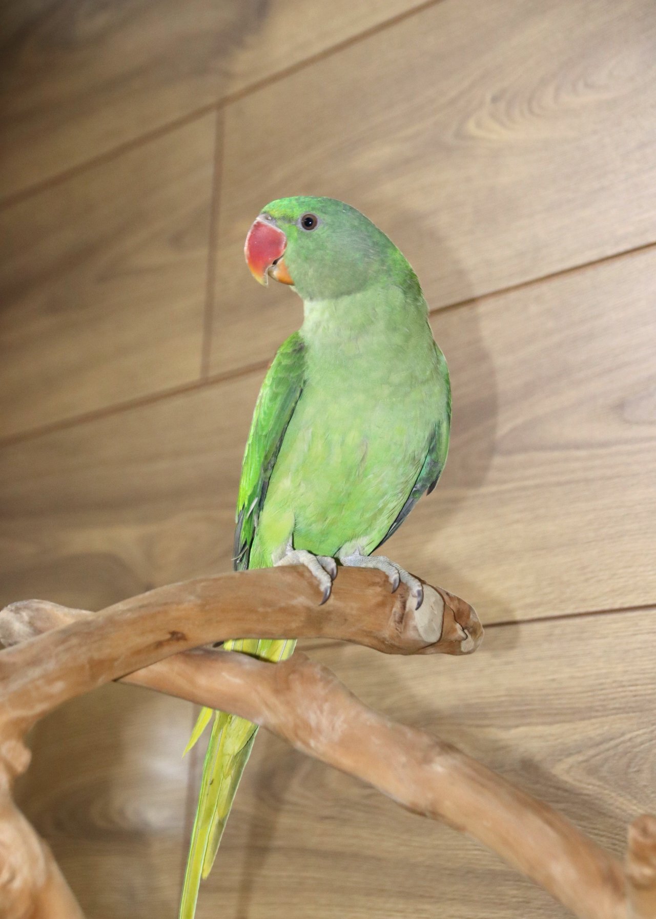  Baby Alexanderine Talking Parrot