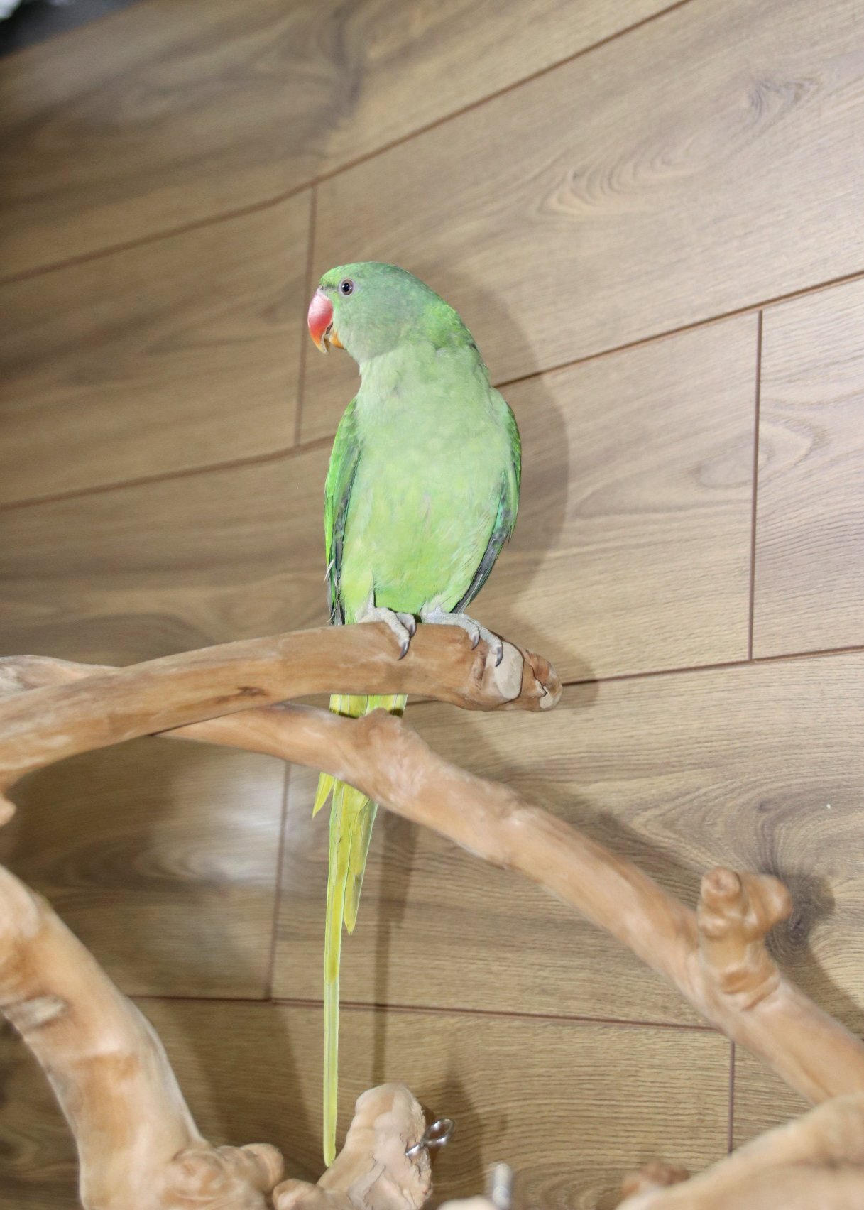 Baby Alexanderine Talking Parrot - {CATEGORY}