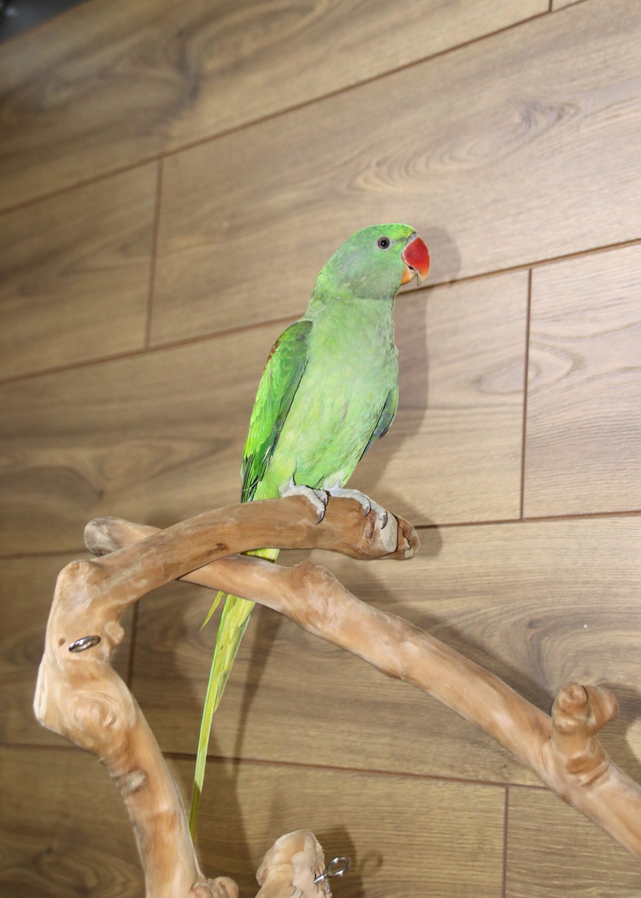 Baby Alexanderine Talking Parrot - {CATEGORY}