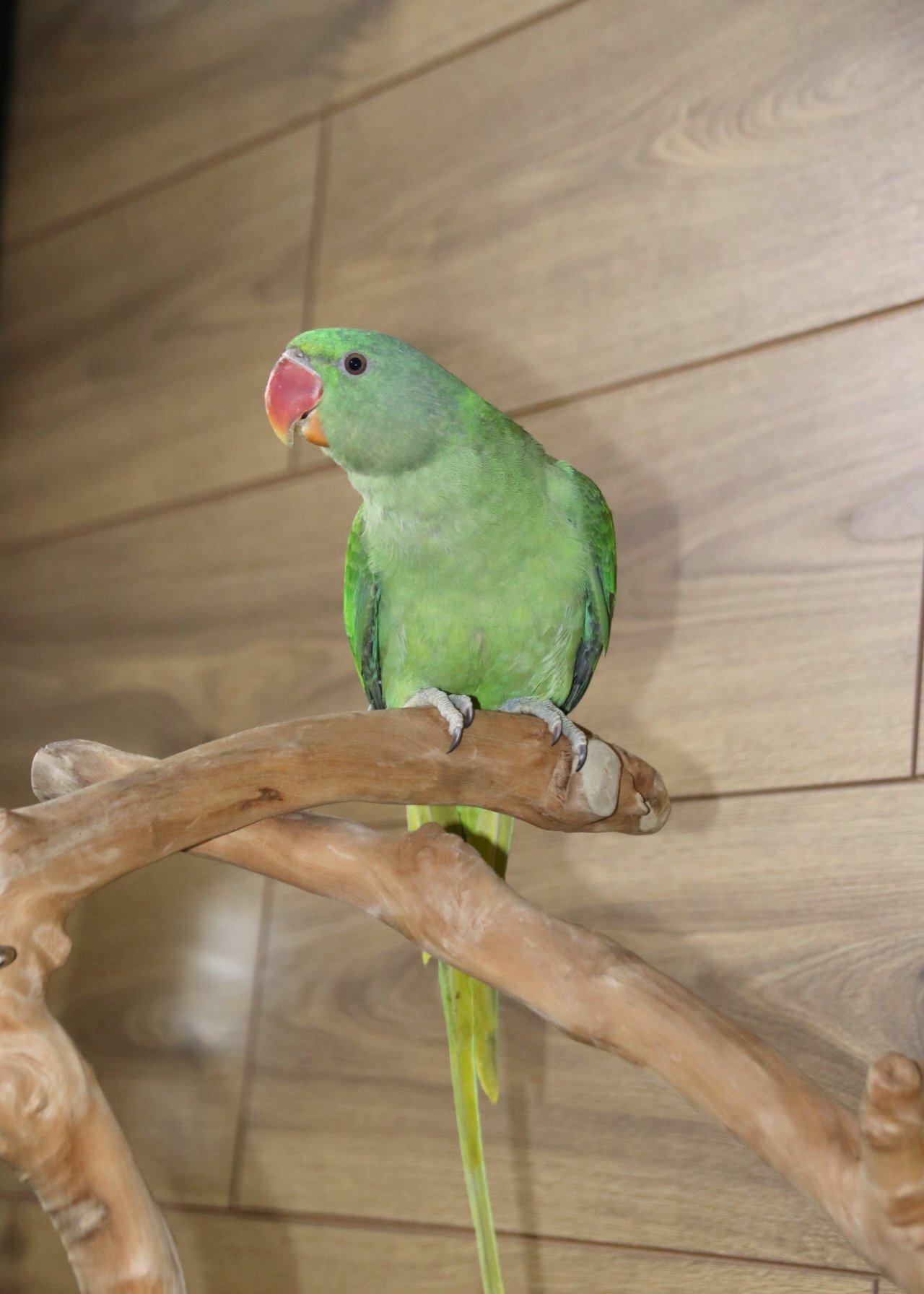 Baby Alexanderine Talking Parrot 
