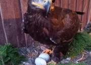 Female Steppe eagle