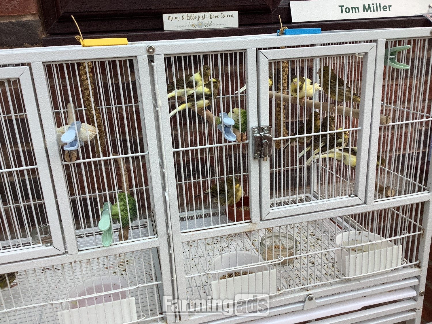 This years canary chicks crested and non crested bred as a hobby not a breeder