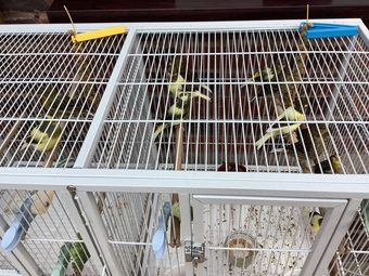 This years canary chicks crested and non crested bred as a hobby not a breeder