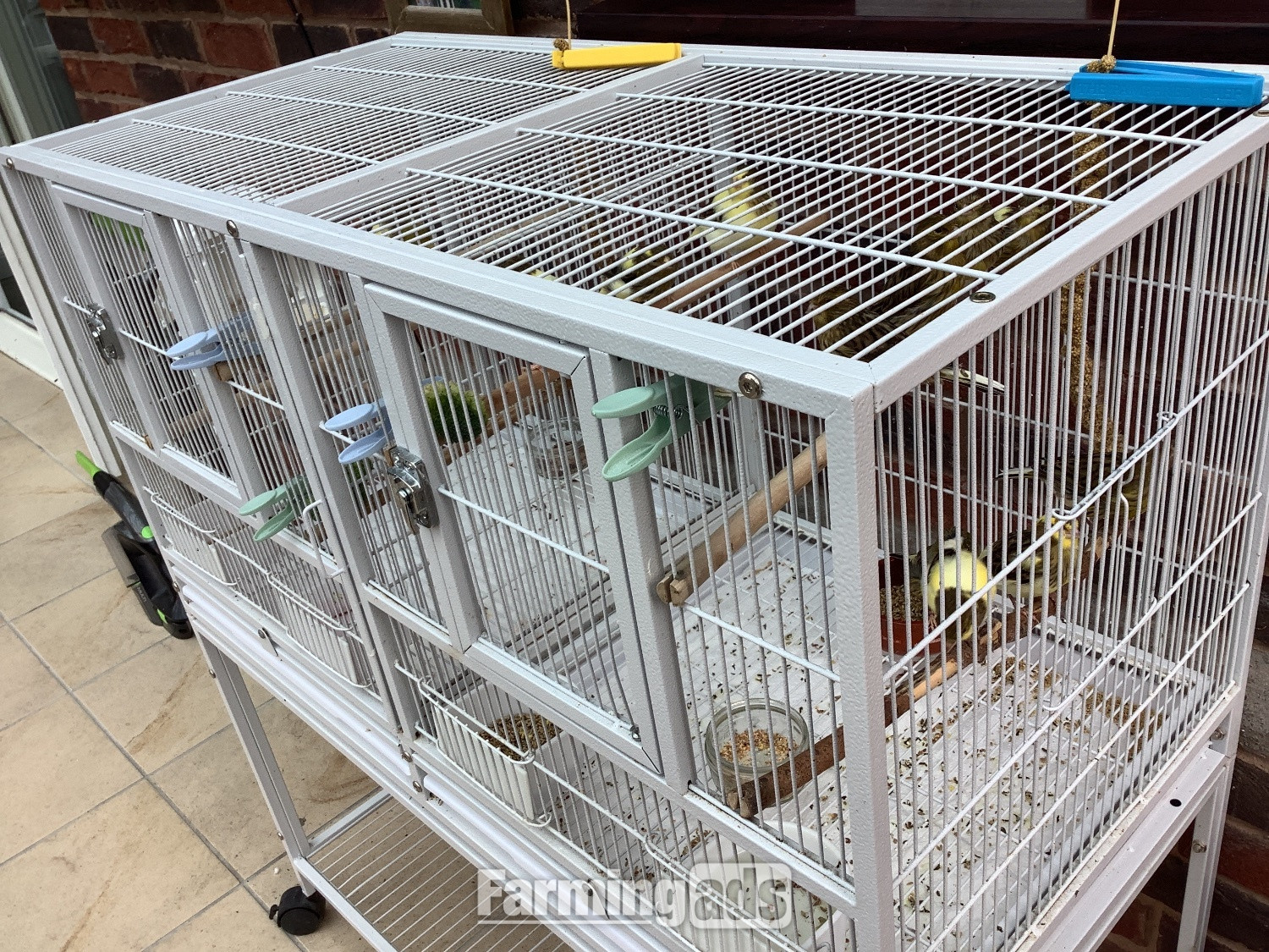 This years canary chicks crested and non crested bred as a hobby not a breeder