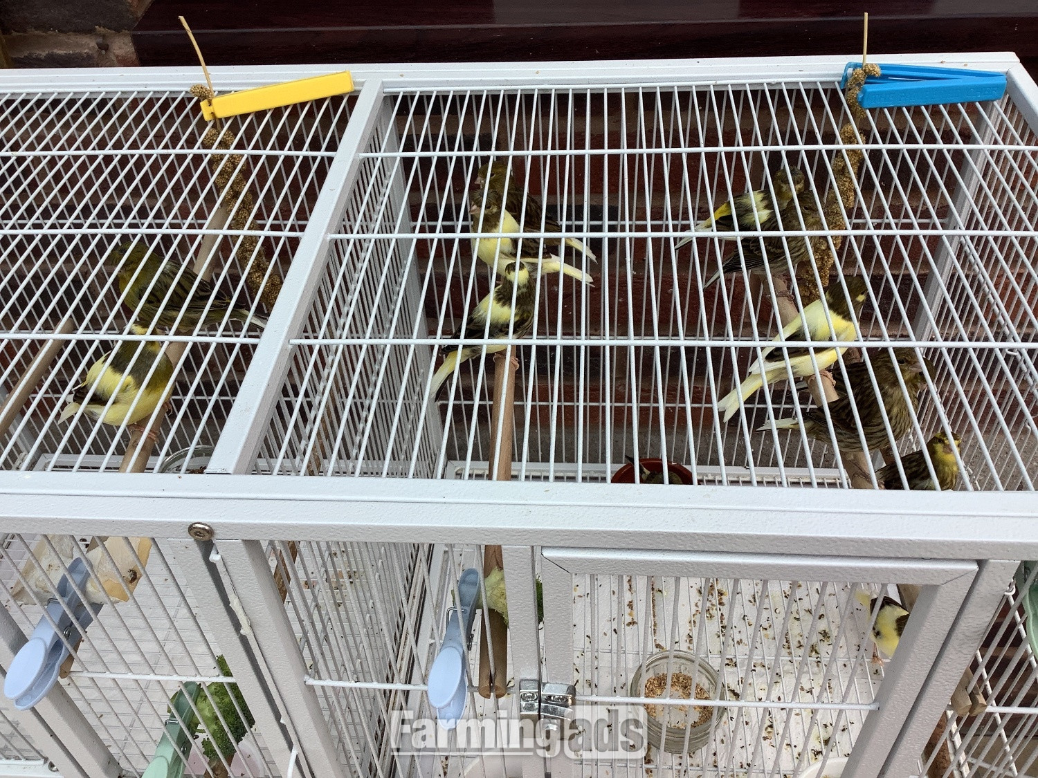  This years canary chicks crested and non crested bred as a hobby not a breeder