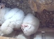 Baby Barn Owls 6 weeks old for sale