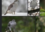 Female Goshawk wanted
