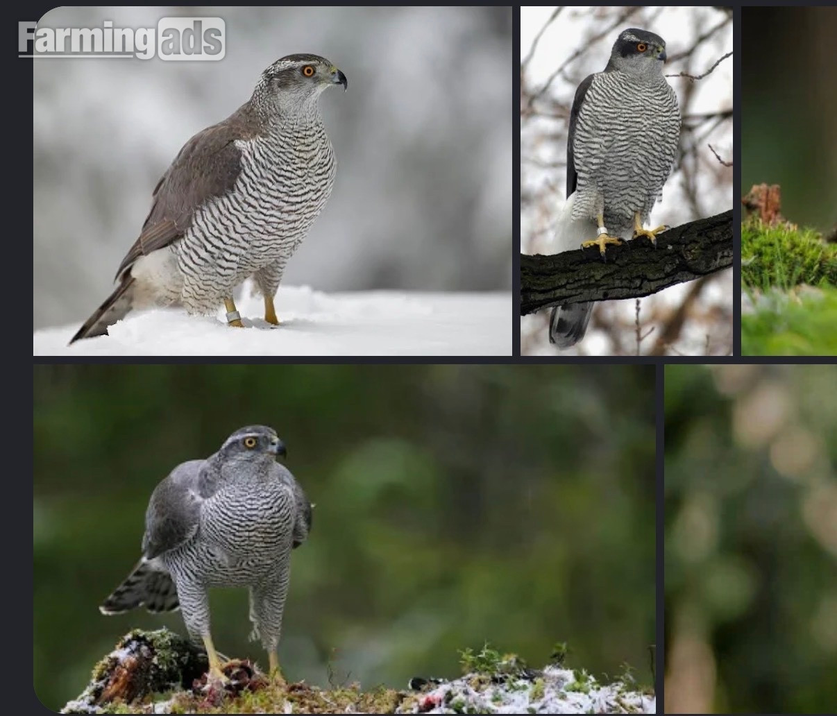 Female Goshawk wanted