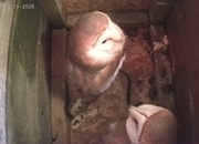 Barn Owls for sale 