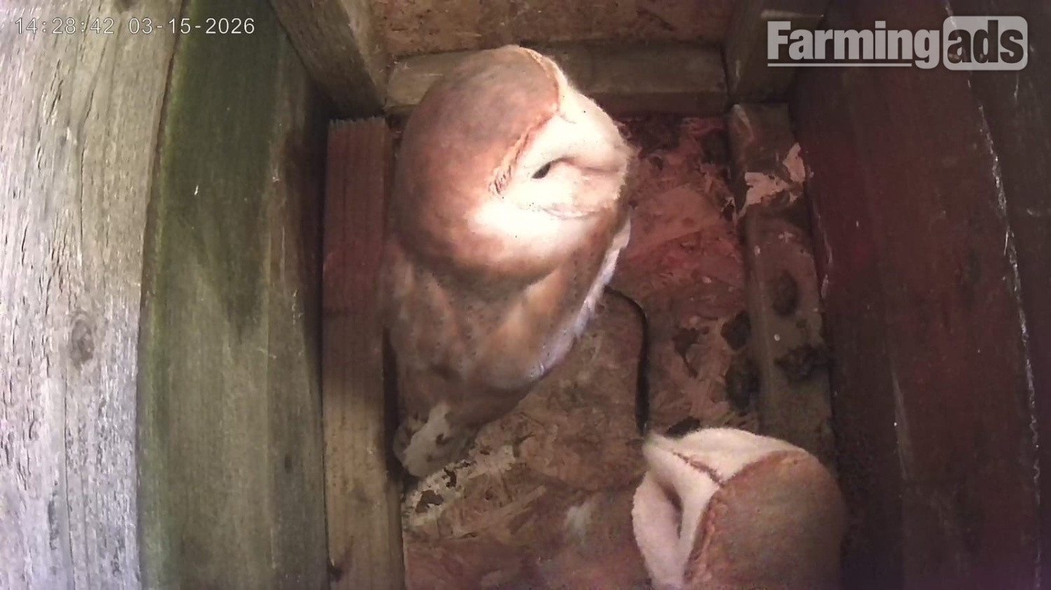 Barn Owls for sale 