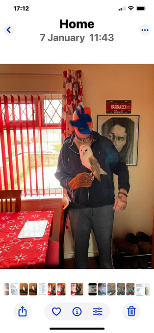Barn Owls for sale 
