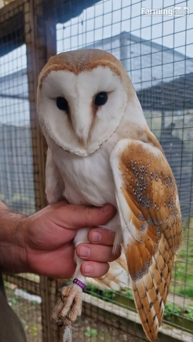  Barn Owls for sale 