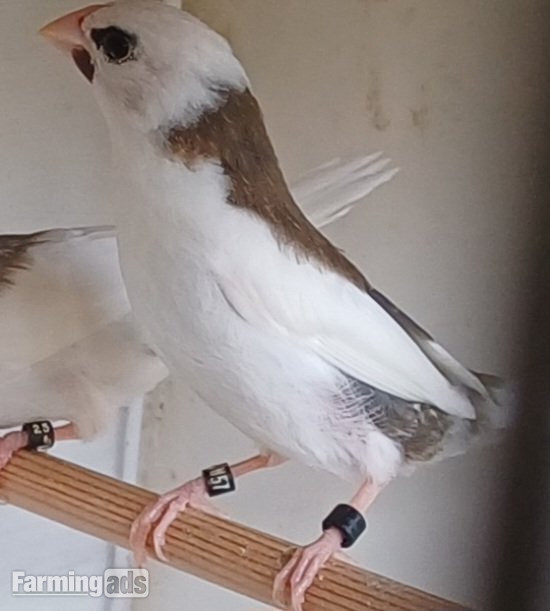 Bengalise &amp; Button Quail