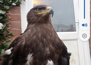 Male Steppe eagle
