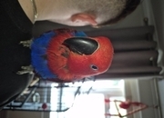 Talkative female eclectus 