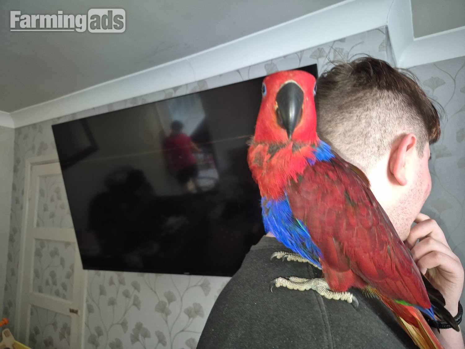  Talkative female eclectus 