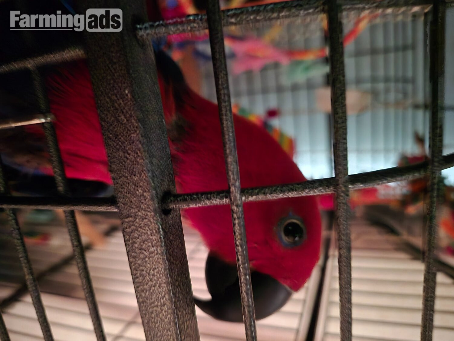 Talkative female eclectus 