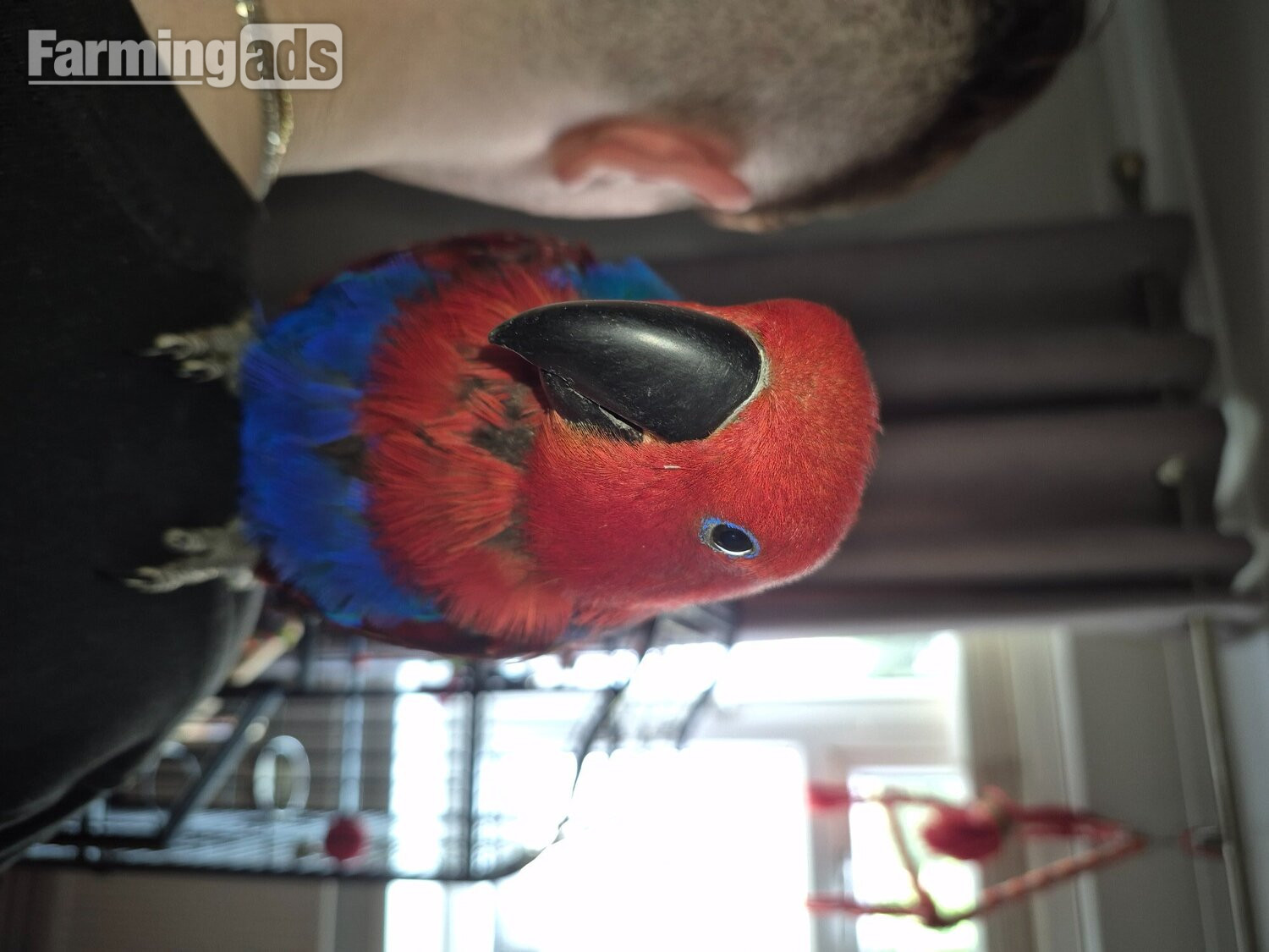 Talkative female eclectus 
