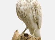 Albidus male goshawk wanted 