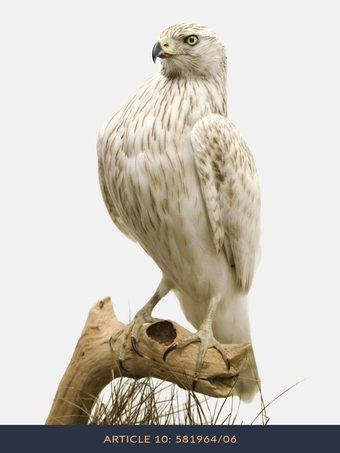 Albidus male goshawk wanted 