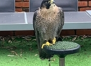 2021 female peregrine x barbary parent reared