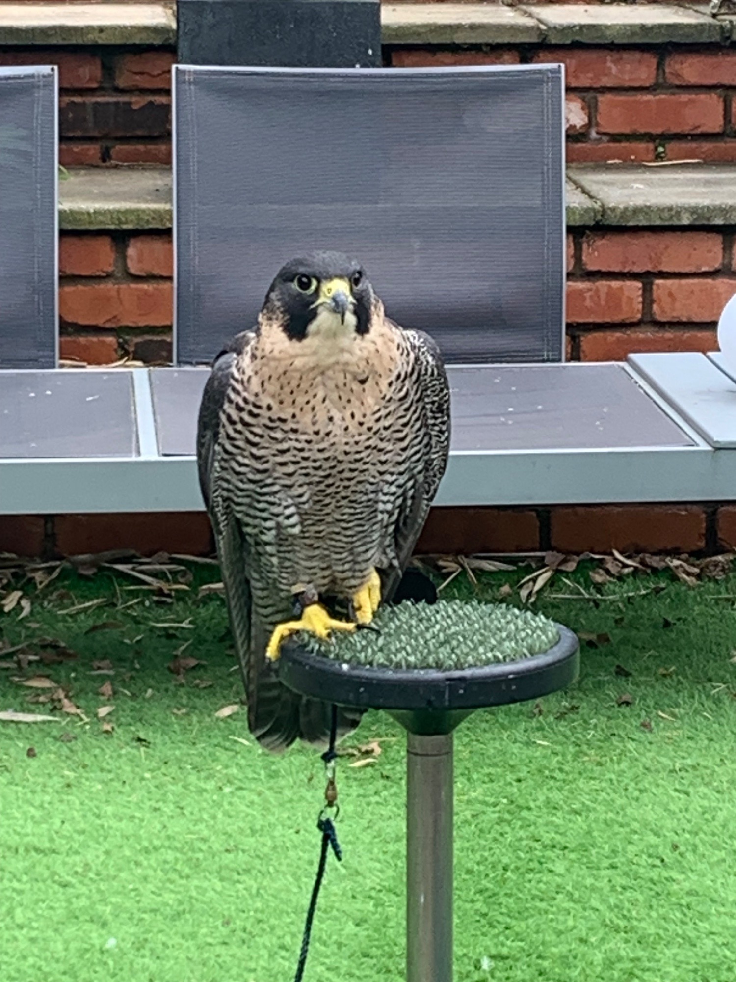 2021 female peregrine x barbary parent reared