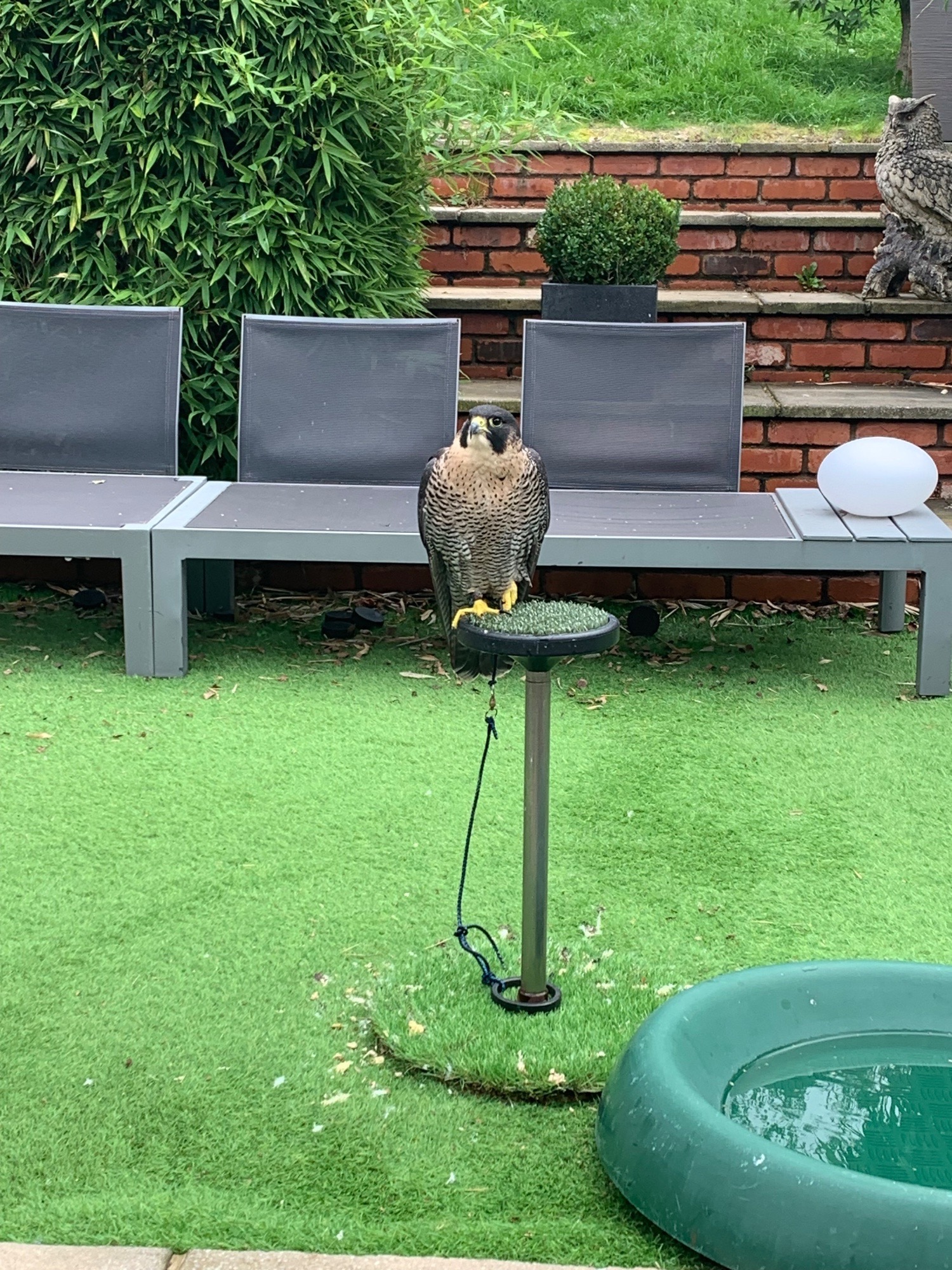  2021 female peregrine x barbary parent reared