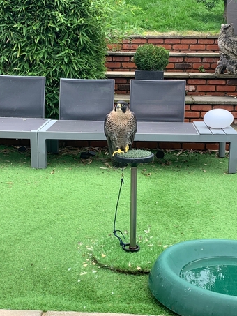 2021 female peregrine x barbary parent reared