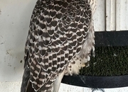 Female gyr/ saker 