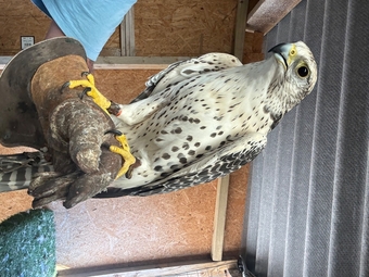 Female gyr/ saker 