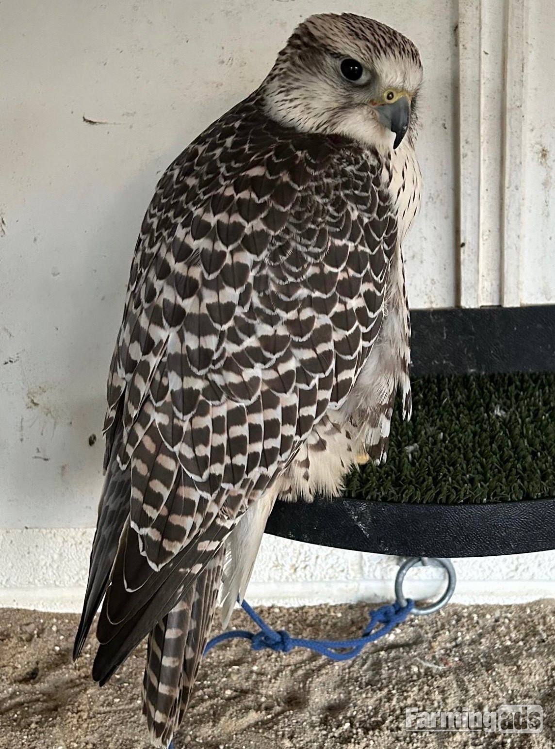Female gyr/ saker 