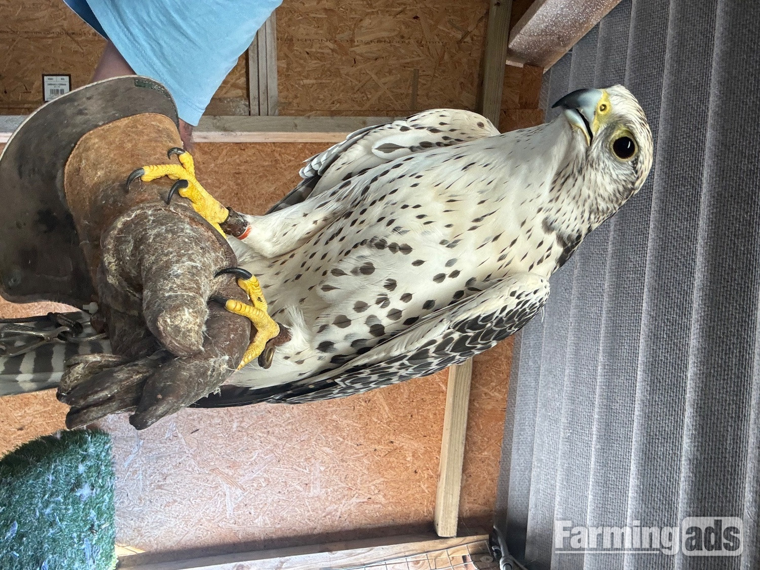 Female gyr/ saker 