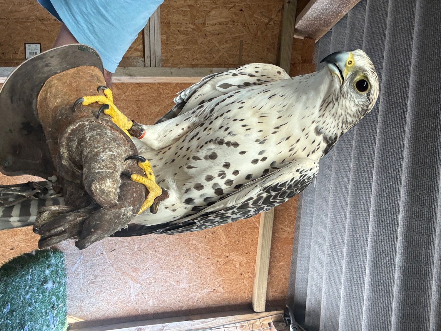 Female gyr/ saker 